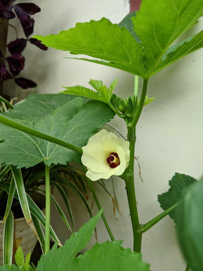 Okra Flowers are Ready To Fruit Stock Photo Image of green