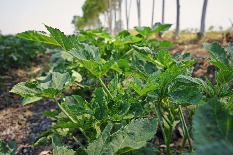 Okra, Fruiting Vegetable, Popular in Asia Stock Photo Image of