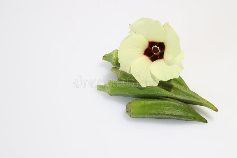 Okra and Its Flower in a White Background Stock Image Image of