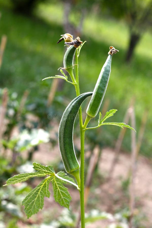 Okra plant stock photo. Image of abelmoschus, okra, eating 35379862