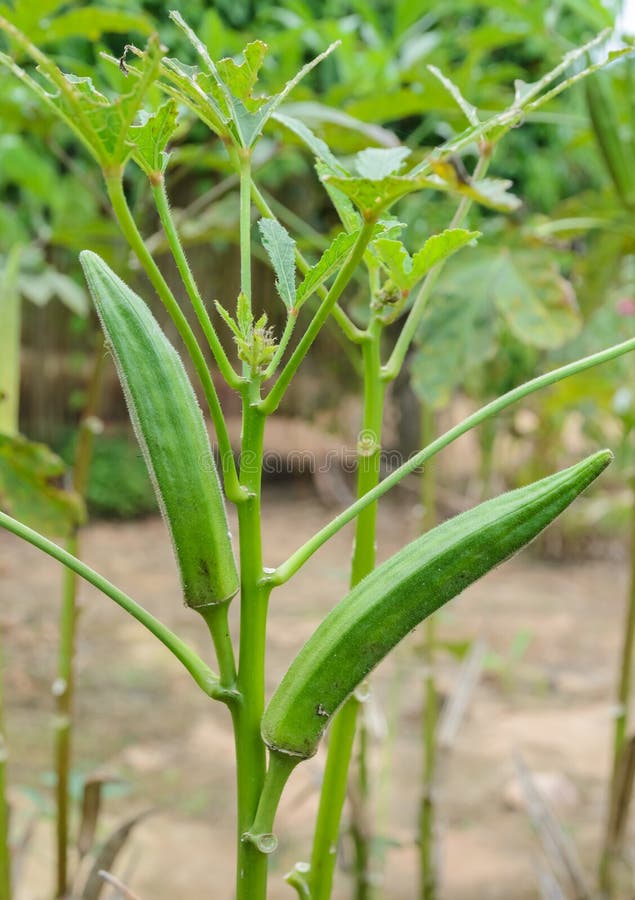 Okra plant stock image. Image of bhindi, garden, thailand 38976765