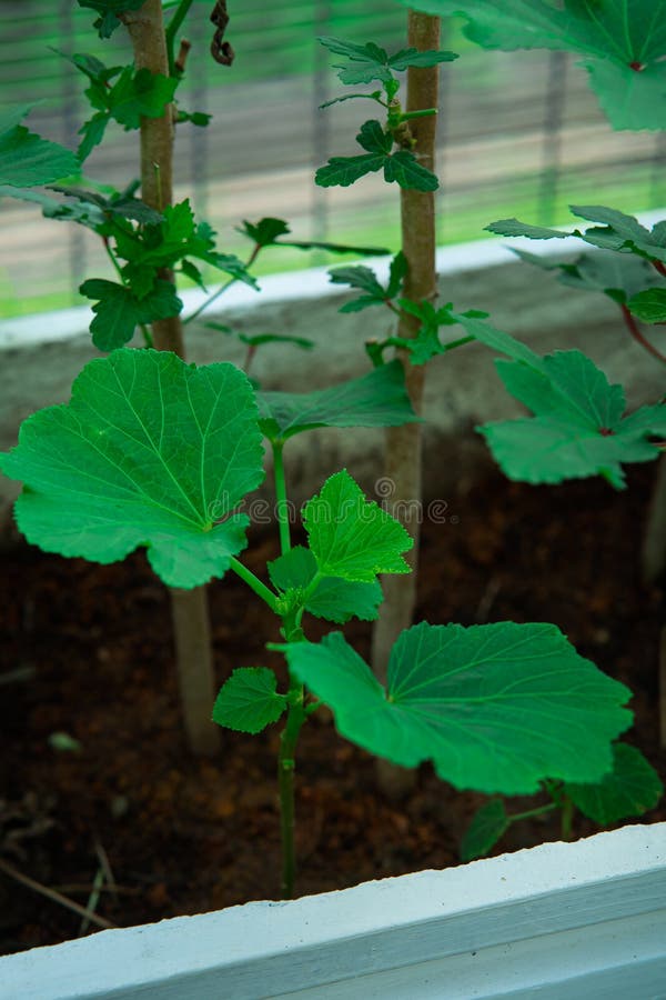Okra Plant Planted in the Garden, Natural Okra Plant Stock Photo
