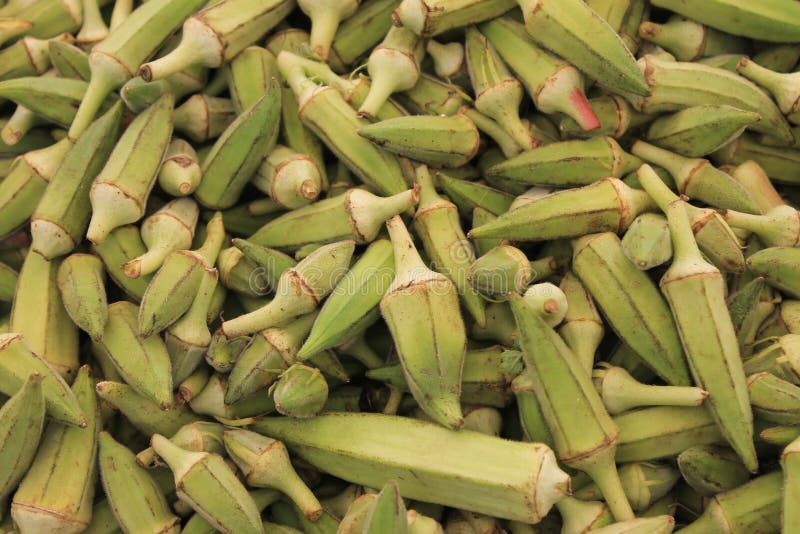 Okra Pods Of Green Spiky Conical Shape On The Table Stock ...