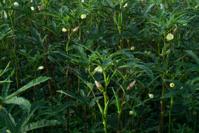 Okra tree and flower stock images