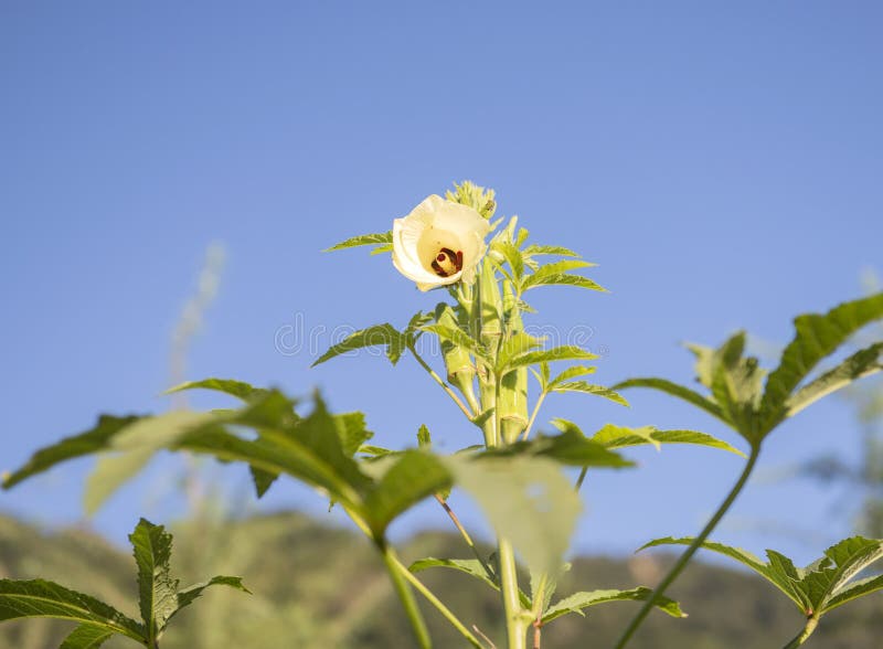 1,237 Okra Tree Photos Free & RoyaltyFree Stock Photos from Dreamstime