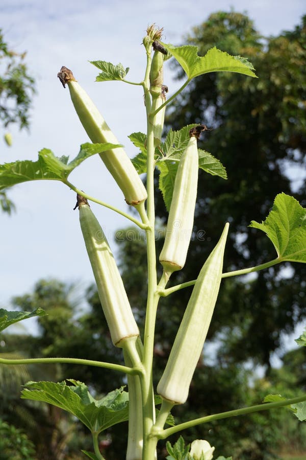 Okra tree stock image. Image of outdoor, leaf, tree 102525999