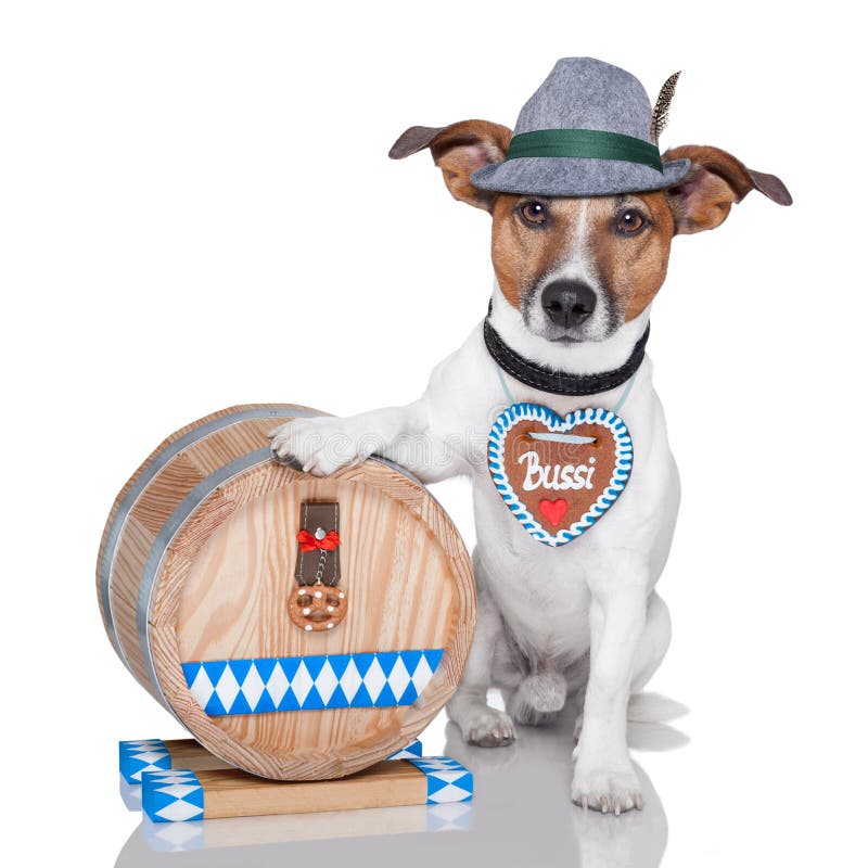 Betrunkener Hund mit Bier stockbild. Bild von masse, bayern 25092873