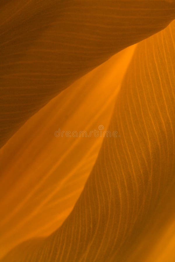 Download Okwitnięcie tulipan zdjęcie stock. Obraz złożonej z natura - 13332154