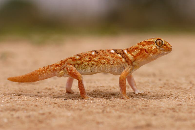 Giant ground gecko (Chondrodactylus angulifer) in desert environment, South Africa. Giant ground gecko (Chondrodactylus angulifer) in desert environment, South Africa