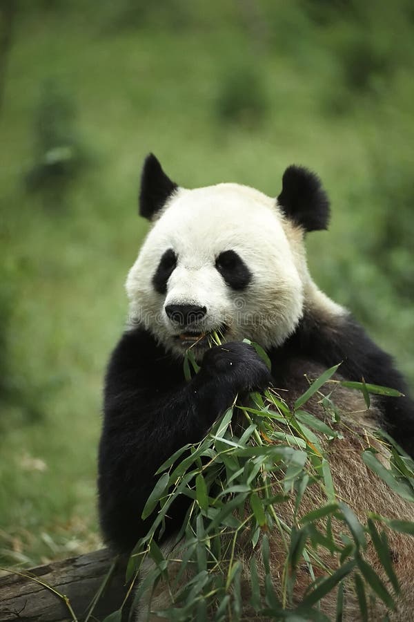 Olbrzymia panda obraz stock