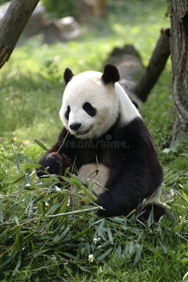 Olbrzymia panda zdjęcia royalty free