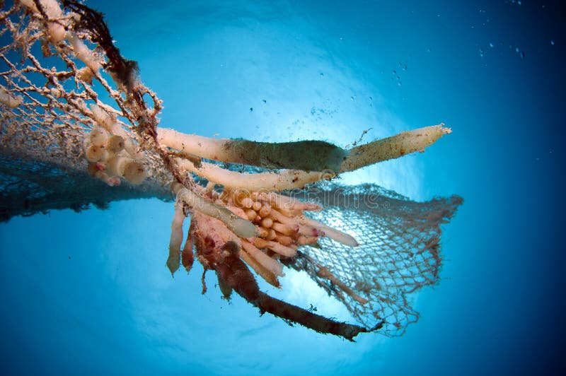 1,316 Underwater Fishing Net Stock Photos - Free & Royalty-Free