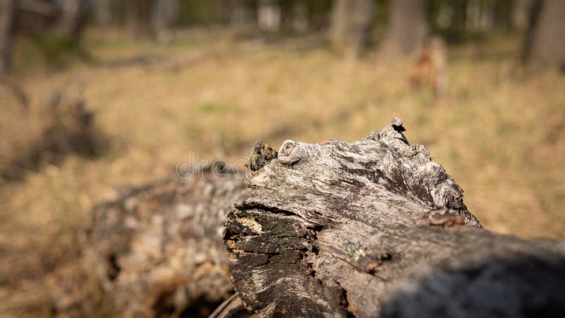 Abandoned village in the forest stock image