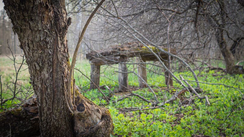 Abandoned village in the forest stock images