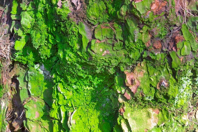 Old abrasive bark of pine with green moss, forest wooden texture. Winter, autumn, summer or spring time in the park.