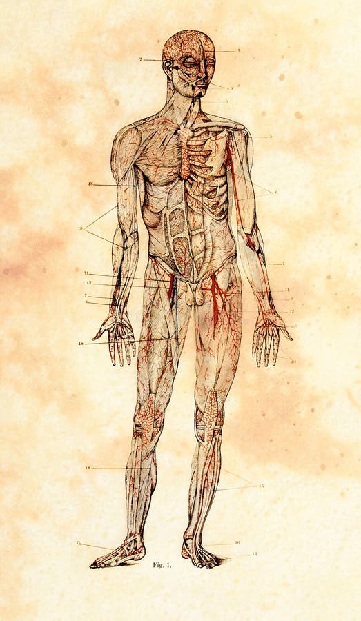 Old Anatomical Model stock illustration. Illustration of fashioned