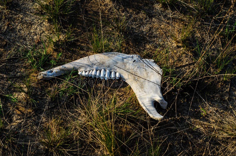 Old Animal Jaw Bone on Grass Stock Image - Image of death, closeup