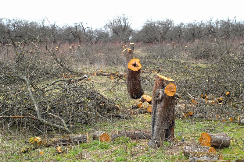 Old apple-tree garden