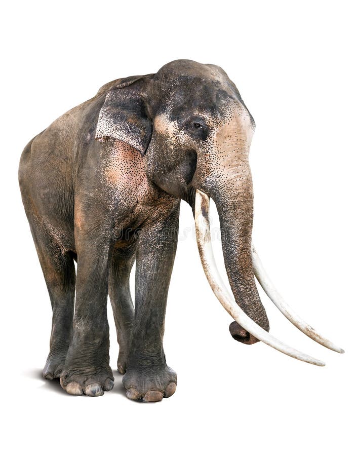 Old Asia Elephant and Long Tusk royalty free stock images