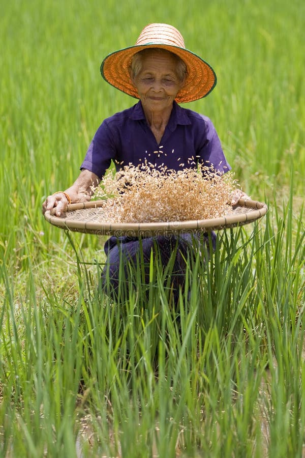 Old asian women sifts rice at the rice-field