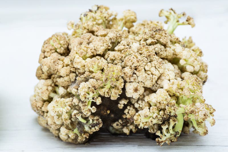 Old Bad Rotten Cauliflower Covered in Mold Stock Photo Image of