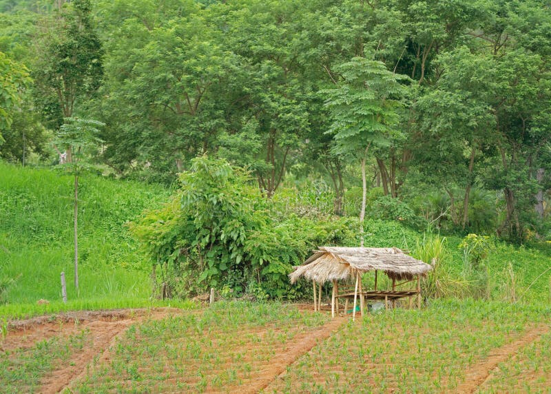 1,420 Straw Hut Bamboo Roof Stock Photos - Free & Royalty-Free Stock ...