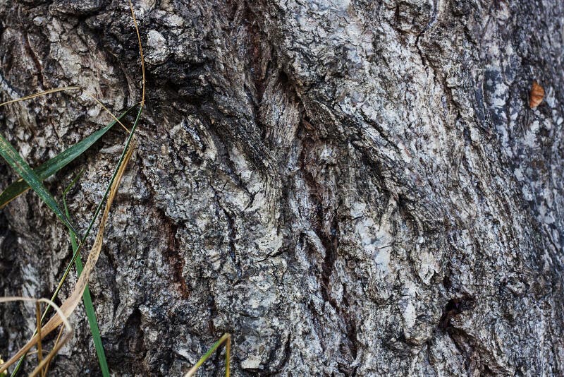 Old bark detail Seamless Texture.