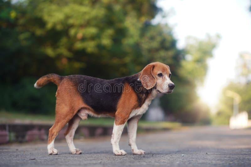 An Old Beagle Dog is Standing on the Lonely Road Stock Photo Image of