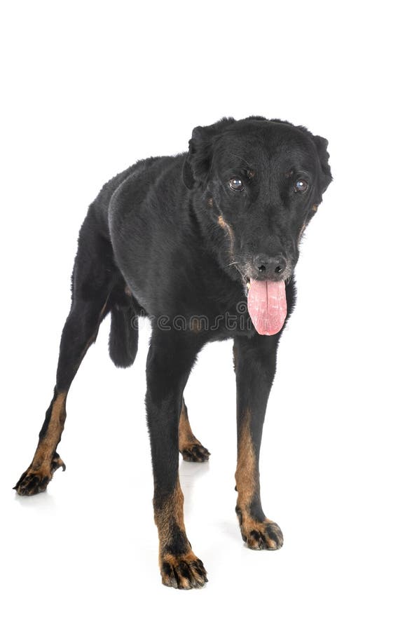 364 Beauceron Studio Stock Photos Free & RoyaltyFree Stock Photos