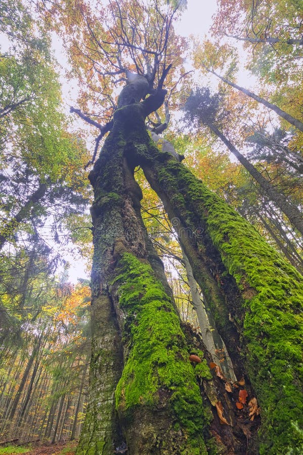 Old beech tree near Zakluky mountain at Polana