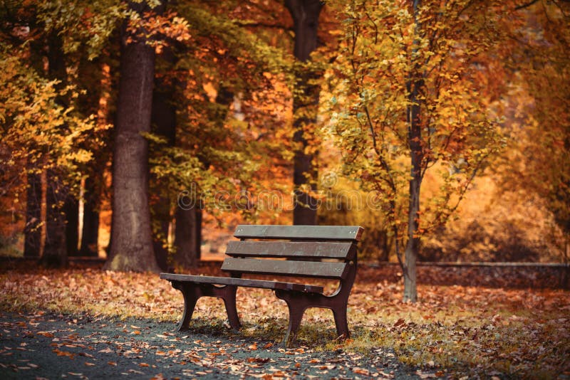 Old bench in the park stock image. Image of yellow, park - 79650357