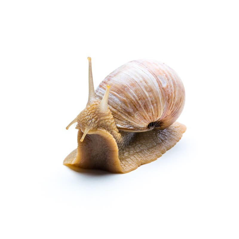 A old bewildered snail looks away isolated on white backround. Taken in Studio with a 5D mark III