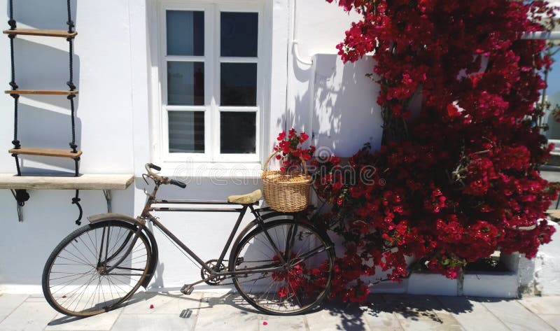 Old Bicycle leaning against a white wall and Burgundy flowering Bougainvillea bushes stock images Old Bicycle leaning against a white wall and Burgundy flowering Bougainvillea bushes stock images