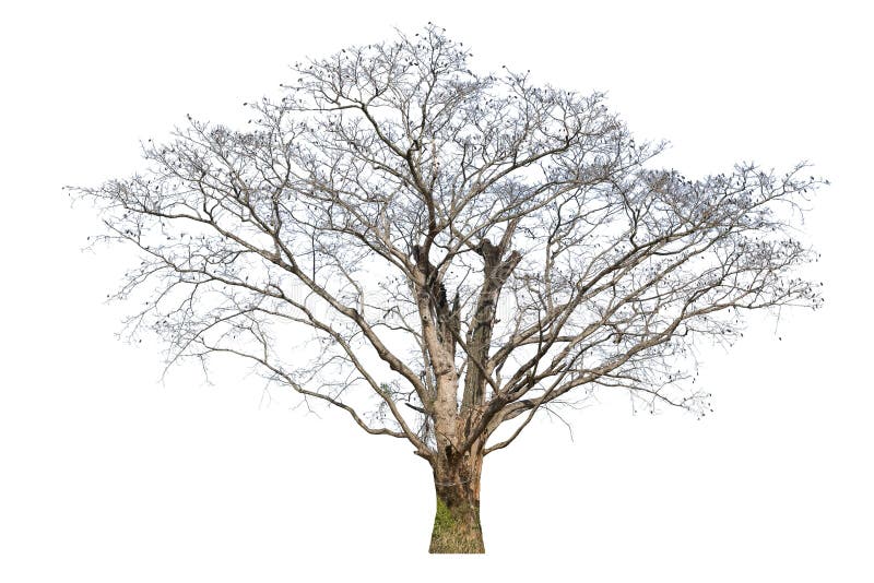 Old big tree dead isolated on white background. royalty free stock photography Old big tree dead isolated on white background. royalty free stock photography