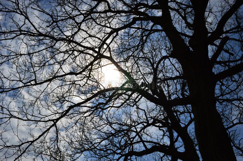 Old big tree stock photo. Image of village, nature, color 144519864