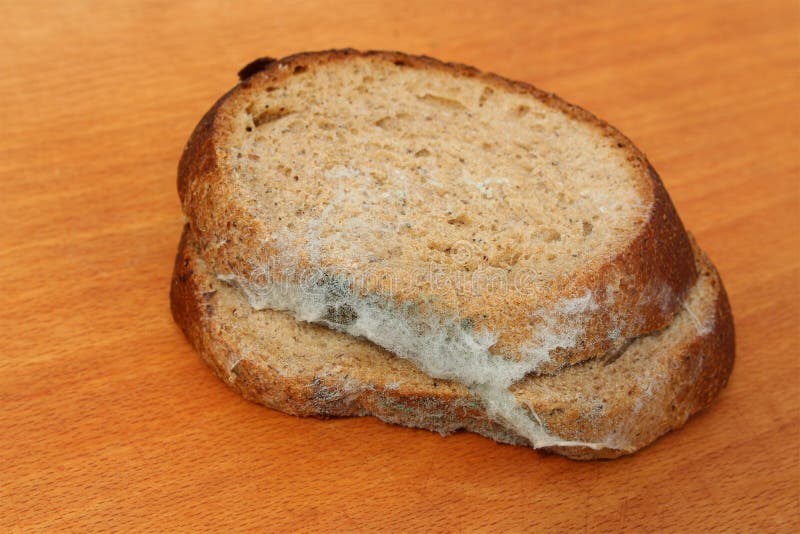 The Old Black Mold on the Bread. Spoiled Food Stock Photo Image of
