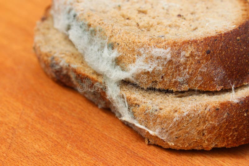 The Old Black Mold on the Bread. Spoiled Food. Mold on Food. Stock