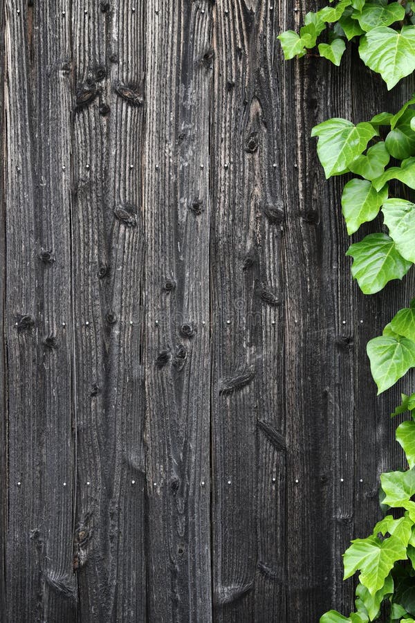 Old wooden wall with green leaves