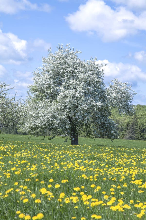 Old blooming apple tree in a field of dandelions stock images