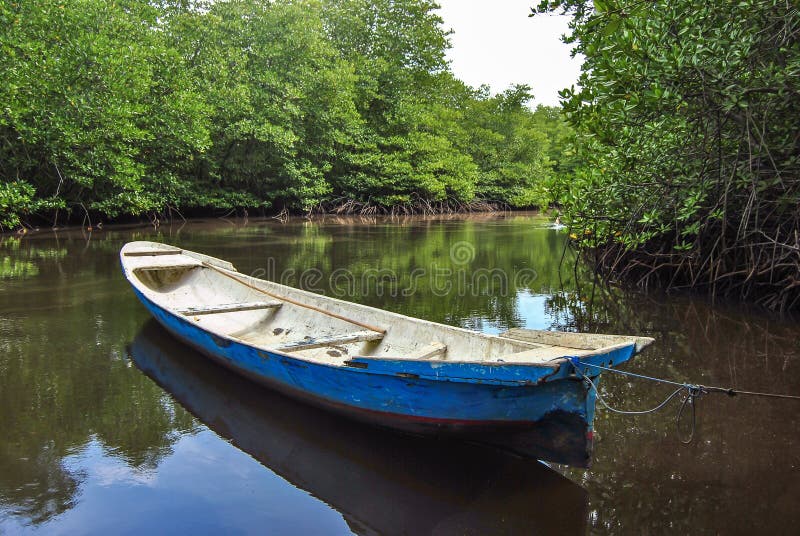 Old Boat in Mangrove Forest Stock Image Image of environment, plant