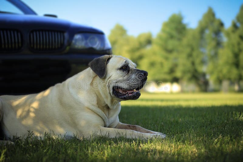 Old Boerboel - South African bulldog - Strength and power