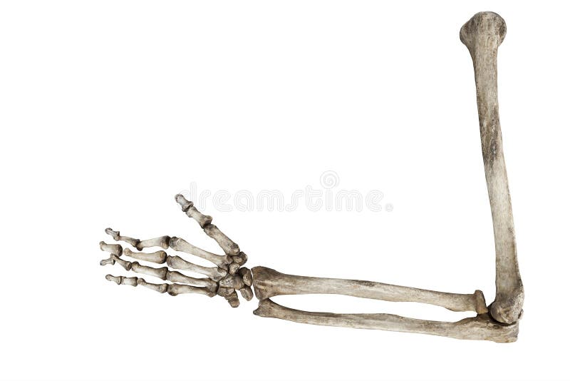 Elder bone. Скелет руки. Скелет человеческой руки. Костяная рука.