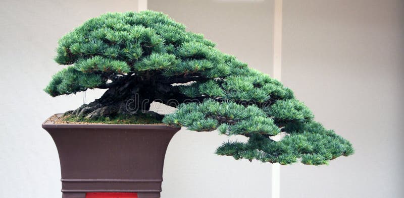 Old bonsai from pine tree royalty free stock image