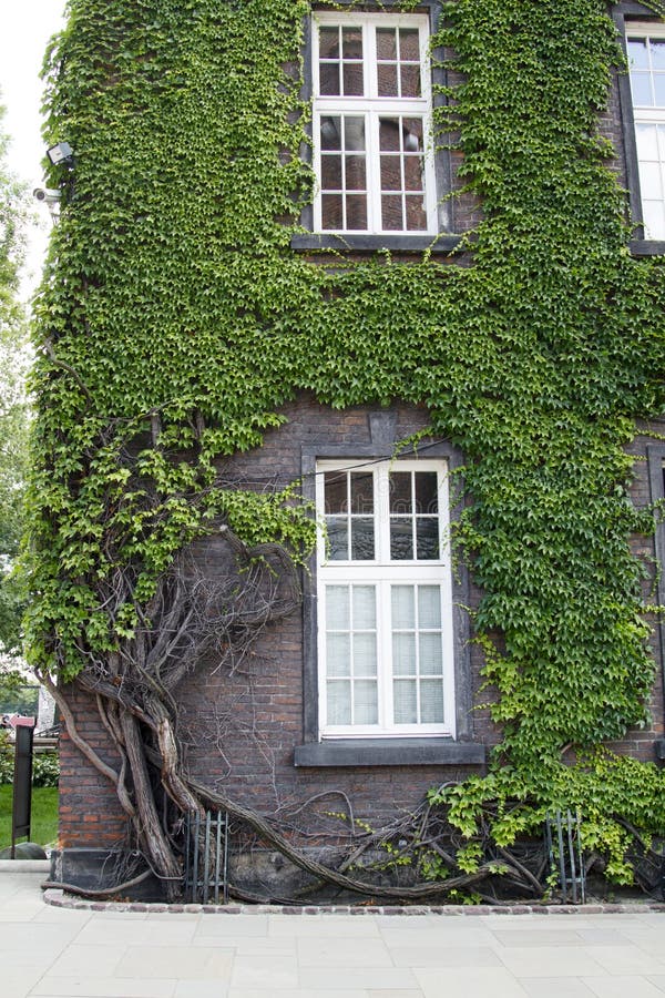 Old Brick House with Large Beautiful Windows Entwined with Green Stock ...