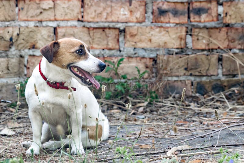 Old brick wall background and a dog Jack Russell Terrier sitting next to the a ruined abandoned house