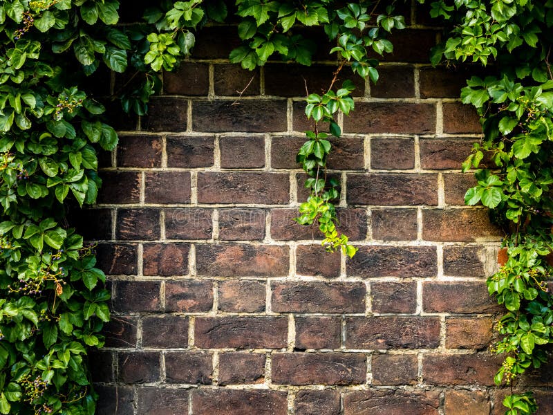 Old brick wall covered with ivy plant. Old texture brick wall, textured background royalty free stock images
