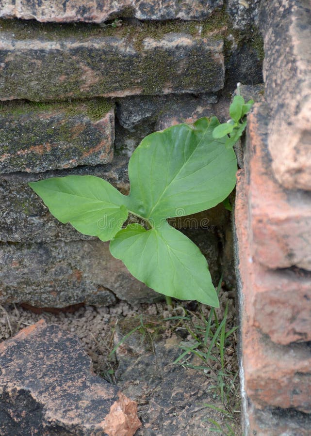 Old brick wall with ivy leaves stock images