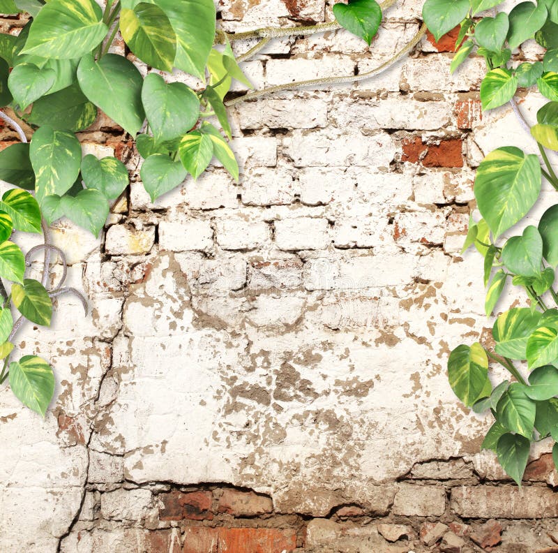 Old brick wall with liana branches and tropical leaves