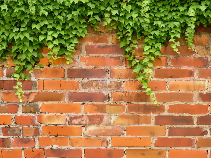 Old brick wall texture background with green plant stock illustration