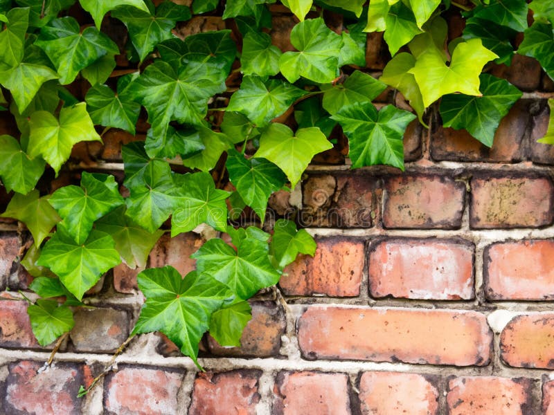 Old brick wall texture background with green plant vector illustration